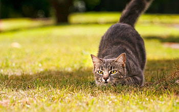 Animals, Grass, Cat, Bounce, Jump, Hunting, Hunt, Readiness, Preparedness HD wallpaper