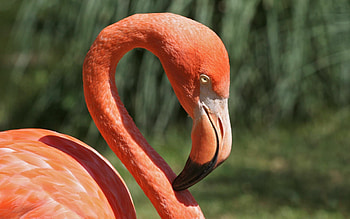 Animal , Flamingos in focus, Nature's beauty, Flamingo fascination HD wallpaper