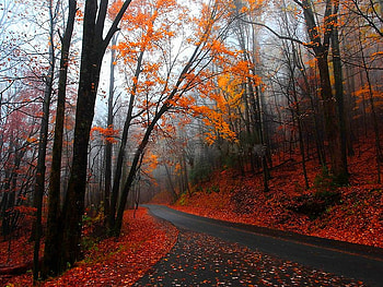 Autumn road, leaves, fall, trees, colors, autumn, road, nature HD wallpaper