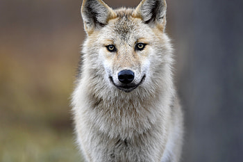Gray Wolf, , Background HD wallpaper