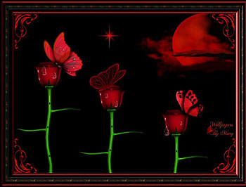 Red Night, butterflies, roses, butterfly, red, flowers HD wallpaper