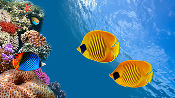 Chaetodon semilarvatus, Sea Animals HD wallpaper