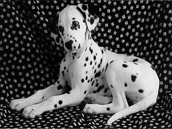 Dalmata, animal, spot, puppy HD wallpaper