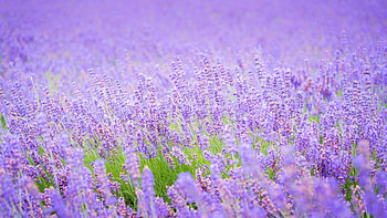 Purple flower field, Lavender beauty HD wallpaper