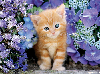Kitten, blue, sweet, animal, cute, cat, orange, ginger, flower HD wallpaper