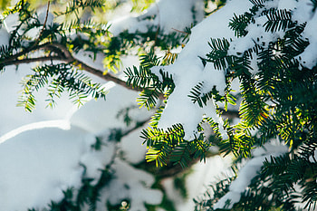 Winter, Snow, Plant, Macro, Branches HD wallpaper