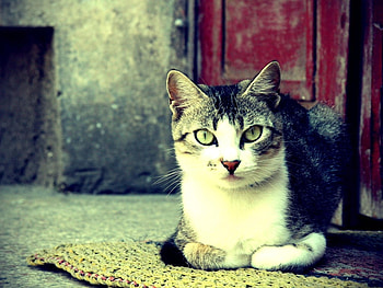 Cat, sweet, animal, kitten, feline HD wallpaper