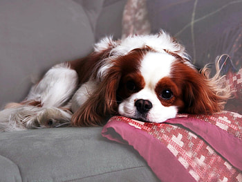 Animals, Dogs HD wallpaper