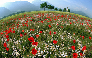 Mountain Flowers, wildflowers, trees, fields, church, mountains HD wallpaper