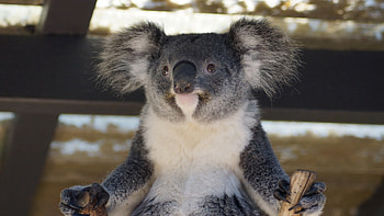 Koala backgrounds, Nature's shining stars, Koala wonderland, Digital delights HD wallpaper