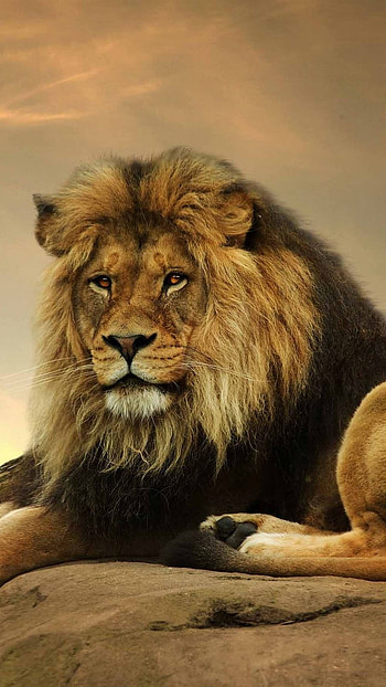 Lion , Lion, Background, animal HD phone wallpaper