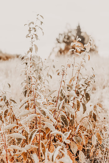 Plants, Nature, Bush, Branches HD phone wallpaper