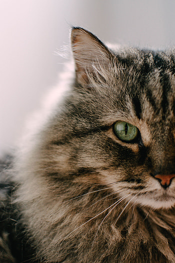 Animals, Cat, Fluffy, Brown, Pet, Tabby HD phone wallpaper