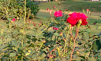 Red roses, nature, flowers HD wallpaper