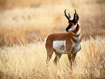 Deer, animal, nature, wildlife HD wallpaper