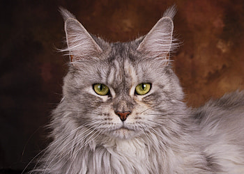 Silver tabby, Maine Coon HD wallpaper