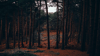 pine tree , Nature's beauty, Refreshing landscapes, Serene scenery HD wallpaper