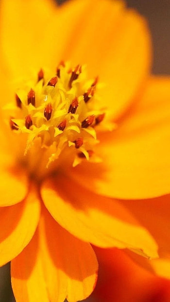 Flowers , Orange Flowers HD phone wallpaper