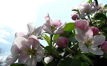 Plants, Flowers HD wallpaper