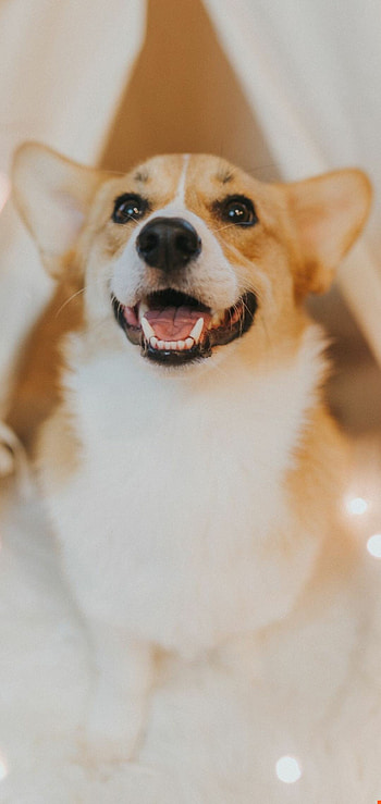 Corgi, Pet , High definition, resolution HD phone wallpaper