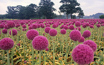 pinkballs, pink, prety, trees, sky, nature, flowers, grass HD wallpaper