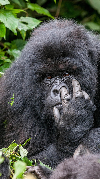 Funny, Funny Gorila HD phone wallpaper