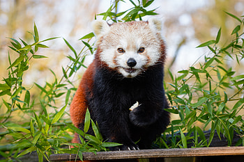 Animals, Brown, Branches, Animal, Nice, Sweetheart, Bamboo, Little Panda, Small Panda HD wallpaper