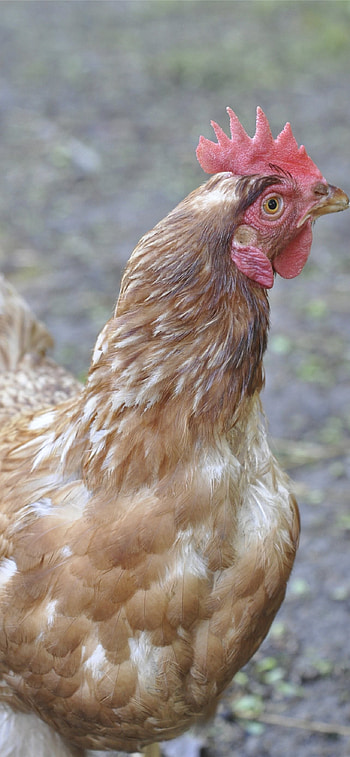 ISA Brown, Hen HD phone wallpaper