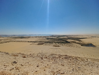 Siwa Oasis, oasis, desert, sand, dune, palm tree HD wallpaper