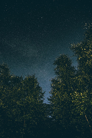 Nature, Trees, Stars, Night, Starry Sky HD phone wallpaper