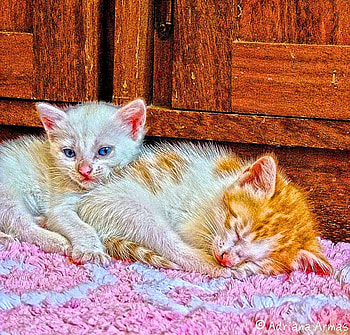 kittens, nature, sleeping, pets HD wallpaper
