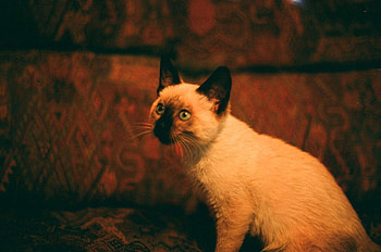 Cleo, cats, animals HD wallpaper