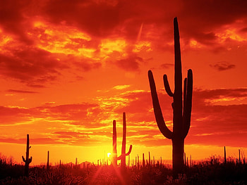 Landscape, Cactuses, Sunset, Sky, Sun HD wallpaper