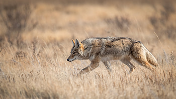 A coyote in Banff, Canada, Animal, coyote HD wallpaper