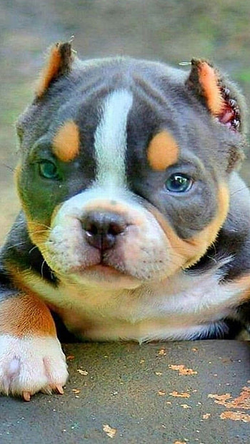 American Bully, Pitbull, Dog, Puppies, dog breeds HD phone wallpaper