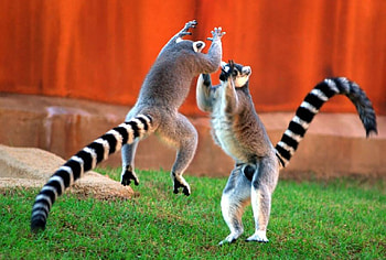 Playtime, background, stripes, tails, grass HD wallpaper