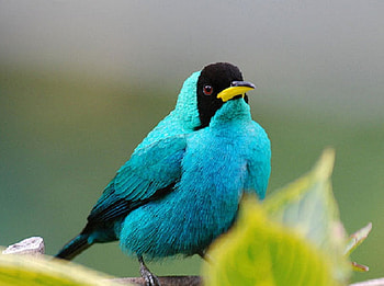 Chlorophanes Spiza, blue, trinidad, feathers, bird HD wallpaper