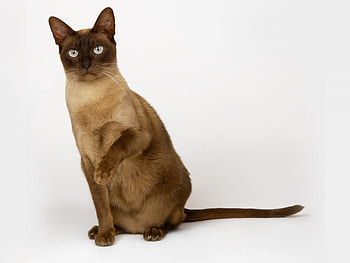 Animals, Cats HD wallpaper
