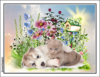 RELAXING IN THE GARDEN, ART, KITTEN, DOG, ABSTRACT HD wallpaper