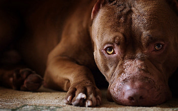 Animals, Dog, Muzzle, Pedigree, Breeding HD wallpaper