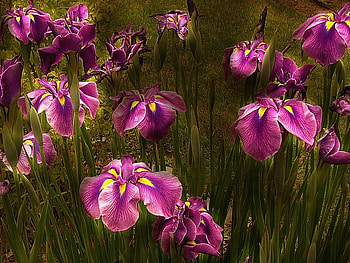 Dreamy Orchids, purple, field, beautiful, dreamy, orchids HD wallpaper