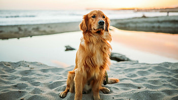 Beach, Golden Retrievers HD wallpaper