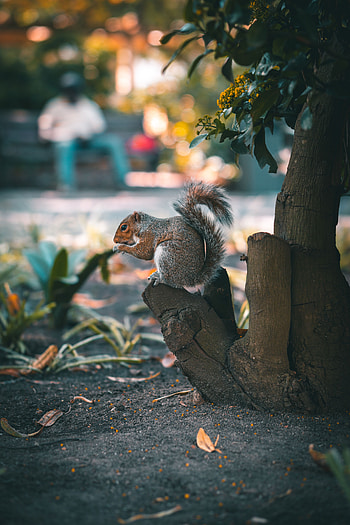 Animals, Squirrel, Wood, Tree, Brown, Animal HD phone wallpaper