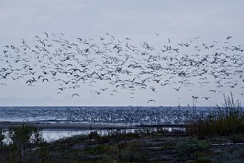 Flight, Wetlands, Salt Marsh, Nature, Oceans, Birds HD wallpaper
