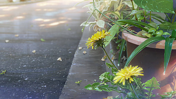 Anime : Your Name. & Blossoming Flowers, Anime, Your Name., flower HD wallpaper