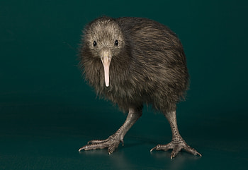 Cheering on Piwi, The Treadmill Kiwi HD wallpaper