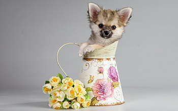 * SWEET...*, DOGS, ANIMALS, DOG, ANIMAL HD wallpaper