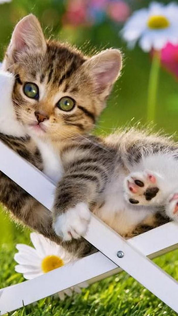 Cute Summer, Cat, Kitten HD phone wallpaper