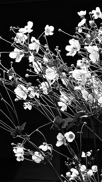 Black Aesthetic, Flowers HD phone wallpaper