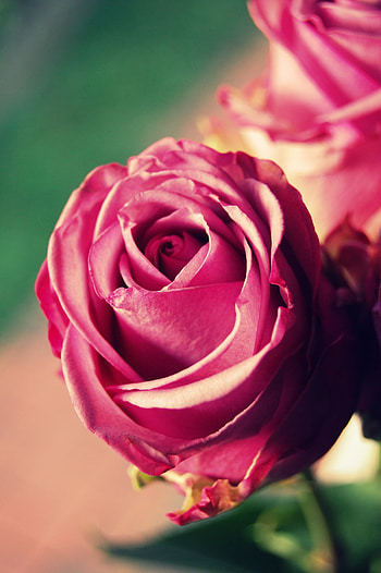 Lovely rose, pink flower, close up, bloom HD phone wallpaper